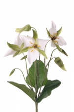 Boslelie (Trillium)  40cm